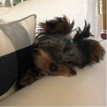 Marci, Yorkie adopted