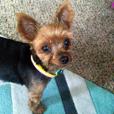 Adopted Yorkie