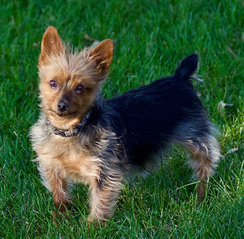 Yorkie adopted 2018