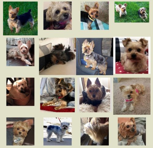 2018 Rescued and Adopted Yorkies