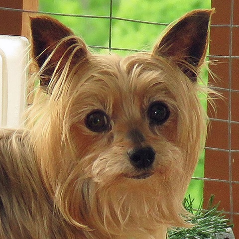 Ivy, Adopted Yorkie