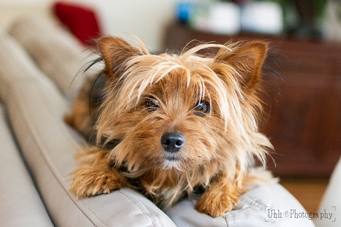 Adopted Yorkie Coco