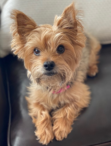 2020 Adopted yorkie Ali