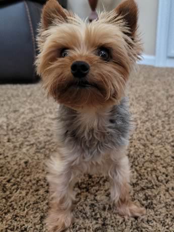 Adopted Yorkie
