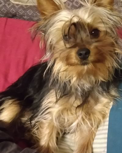 Teddy Adopted Yorkie