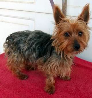 Adopted Yorkie