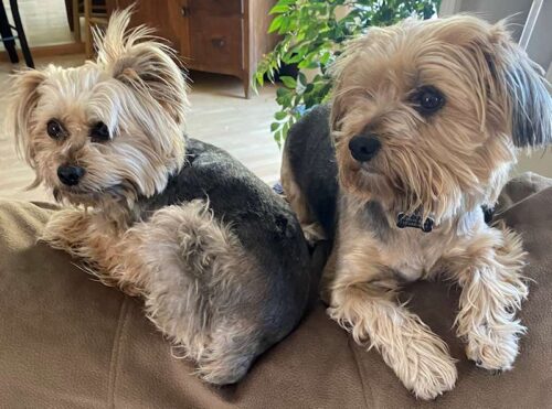 Red and Little Bear Yorkies adopted