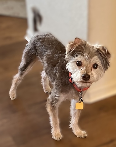 Coco Morkie mix adopted