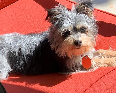 Sadie, cute 1.5 year old yorkie adopted