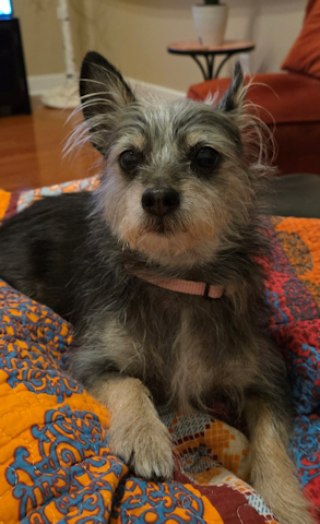 Rosie, 6 yr old Yorkie, looking for a loving home
