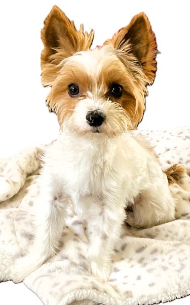 Henry - Yorkie for Adoption