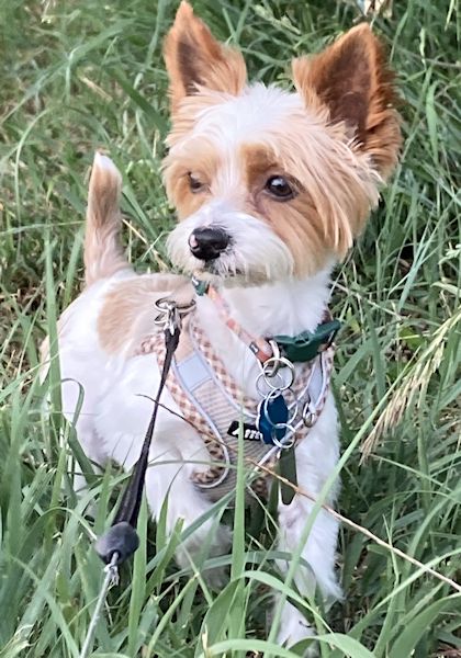 Henry - Yorkie for Adoption